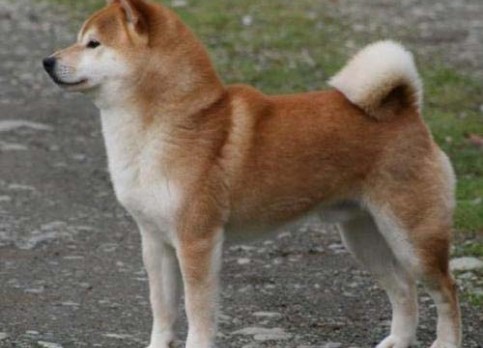 柴犬