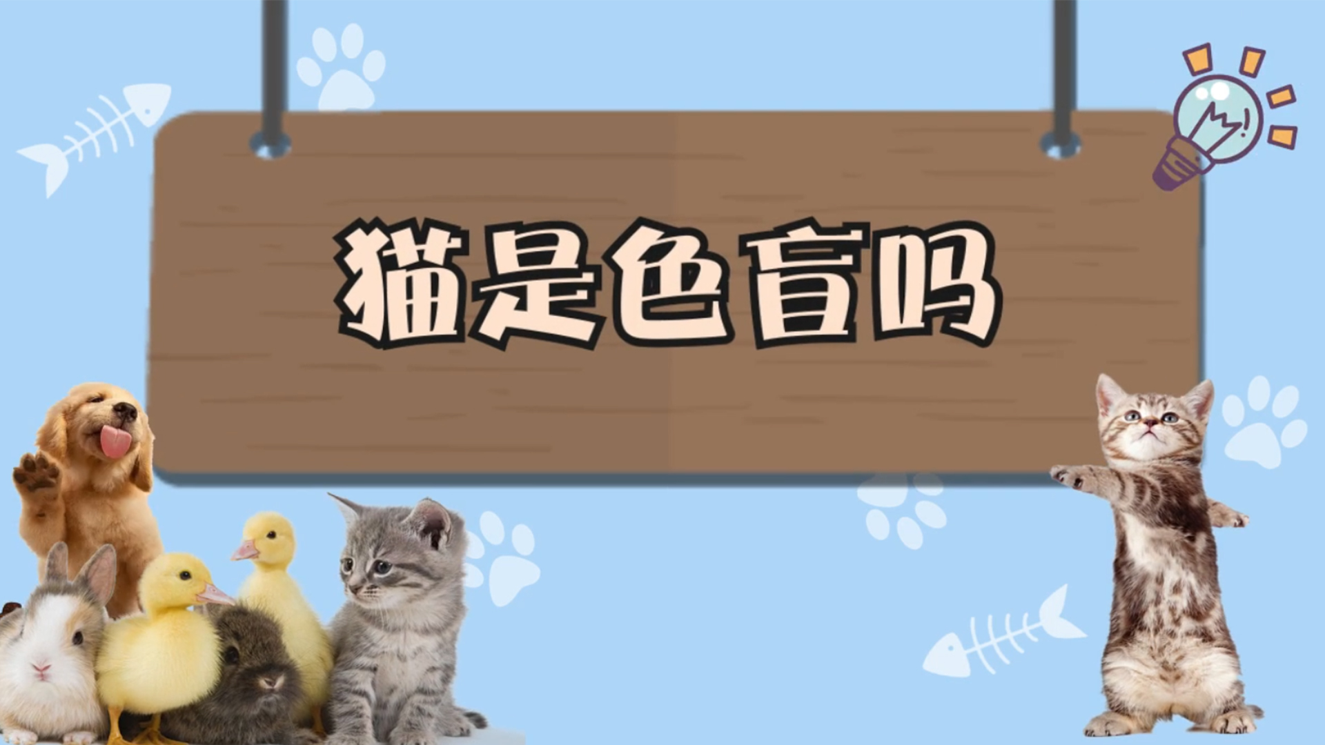 貓是色盲嗎