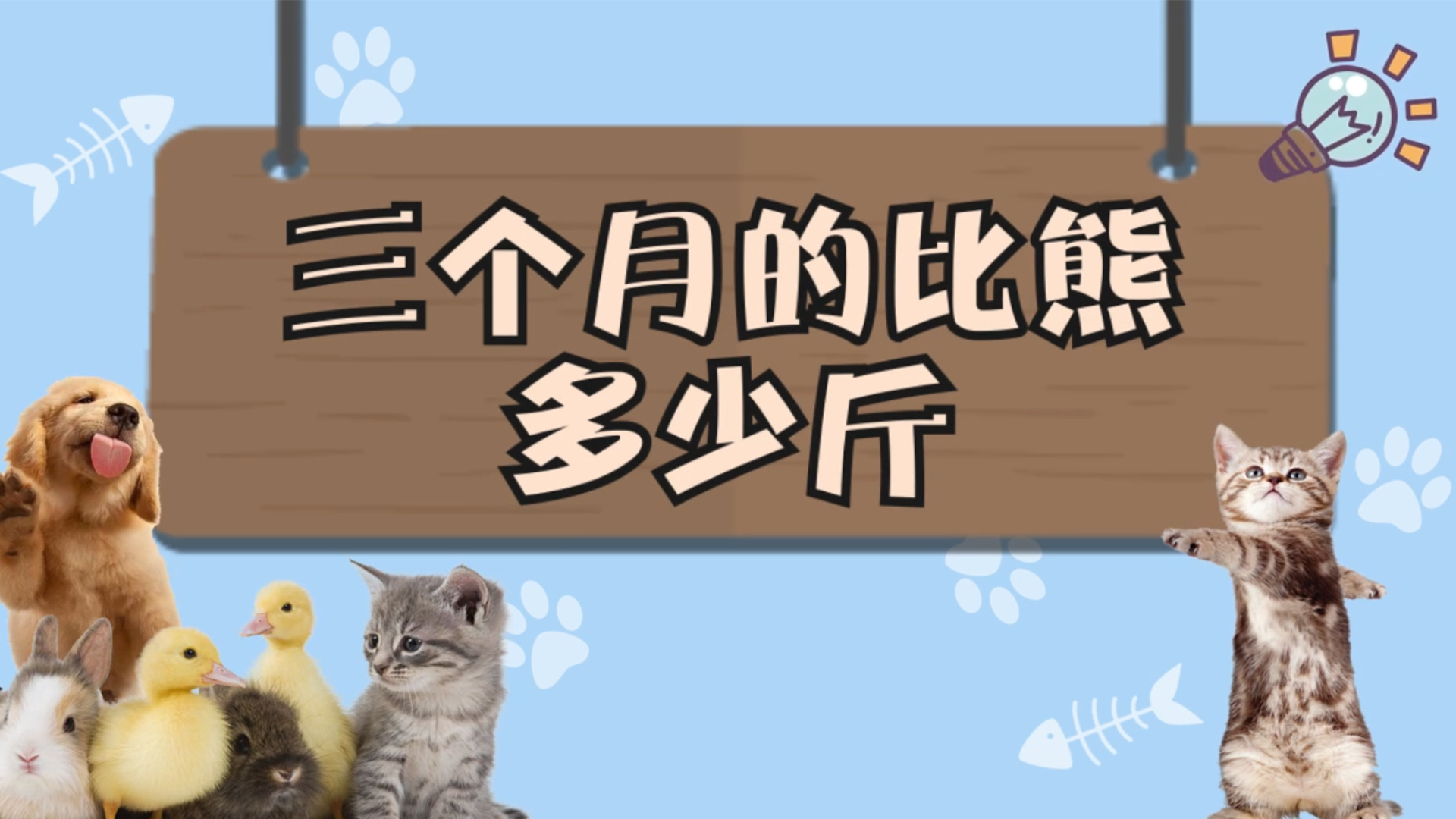 三个月比熊多少斤