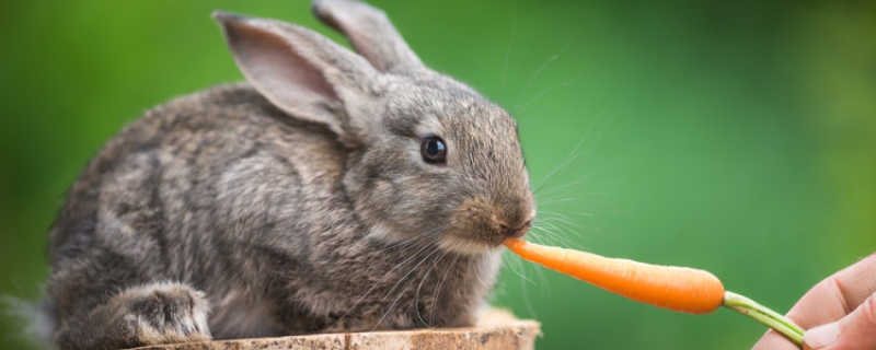 兔子吃馒头吗