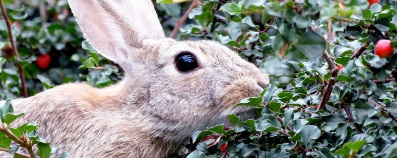 兔子吃桑叶吗