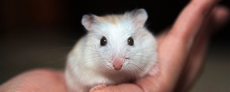 仓鼠有细菌吗会传染吗
