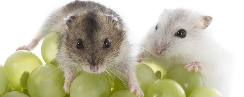 仓鼠可以吃提子吗