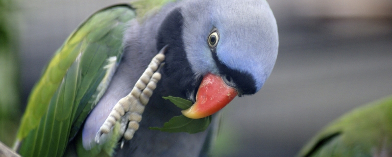 养大绯胸鹦鹉犯法吗