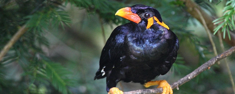 鹩哥吃撑了怎么办