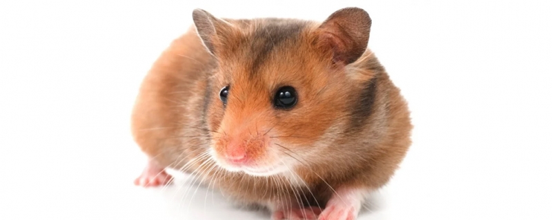 为什么仓鼠的蛋蛋越来越大了呢