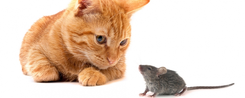 为什么老鼠见了猫不动