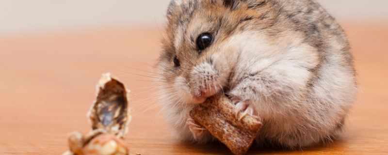 仓鼠可以吃土豆吗