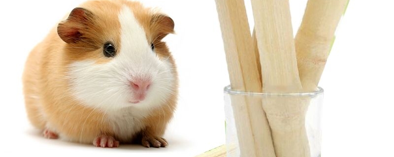 仓鼠可以咬什么树枝