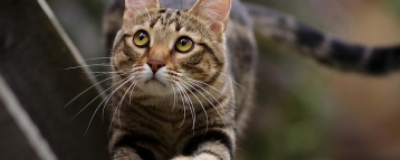 1年多猫掉胡子怎么回事