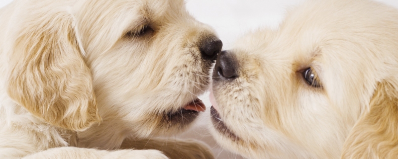 22天小狗可以舔食吗