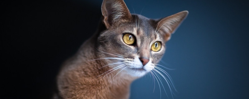 2岁的猫能不能养熟