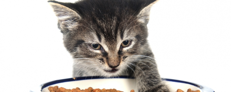 50克猫粮有多少参照物