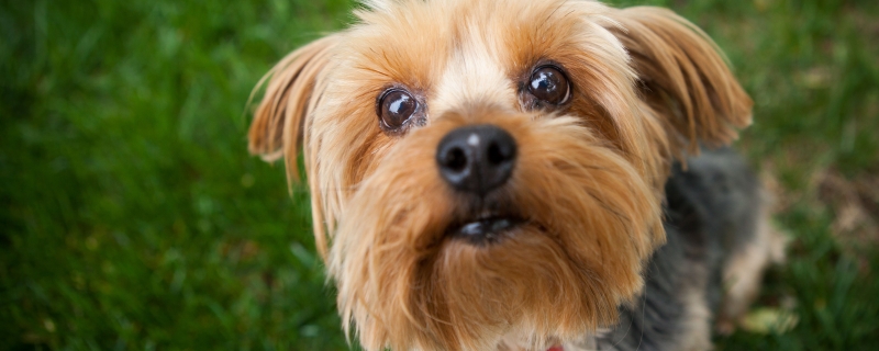 一户两只狗可以办狗证吗