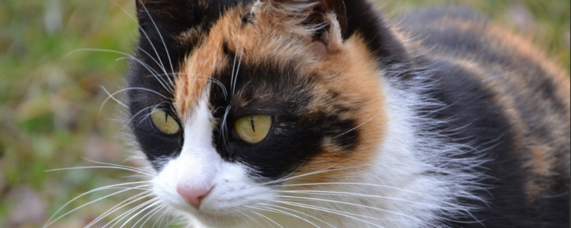 三花猫为什么没有公的