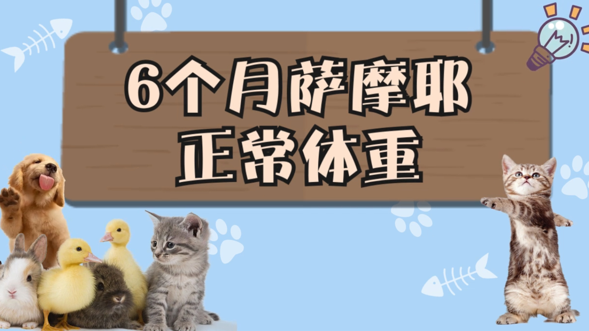 6个月萨摩耶正常体重