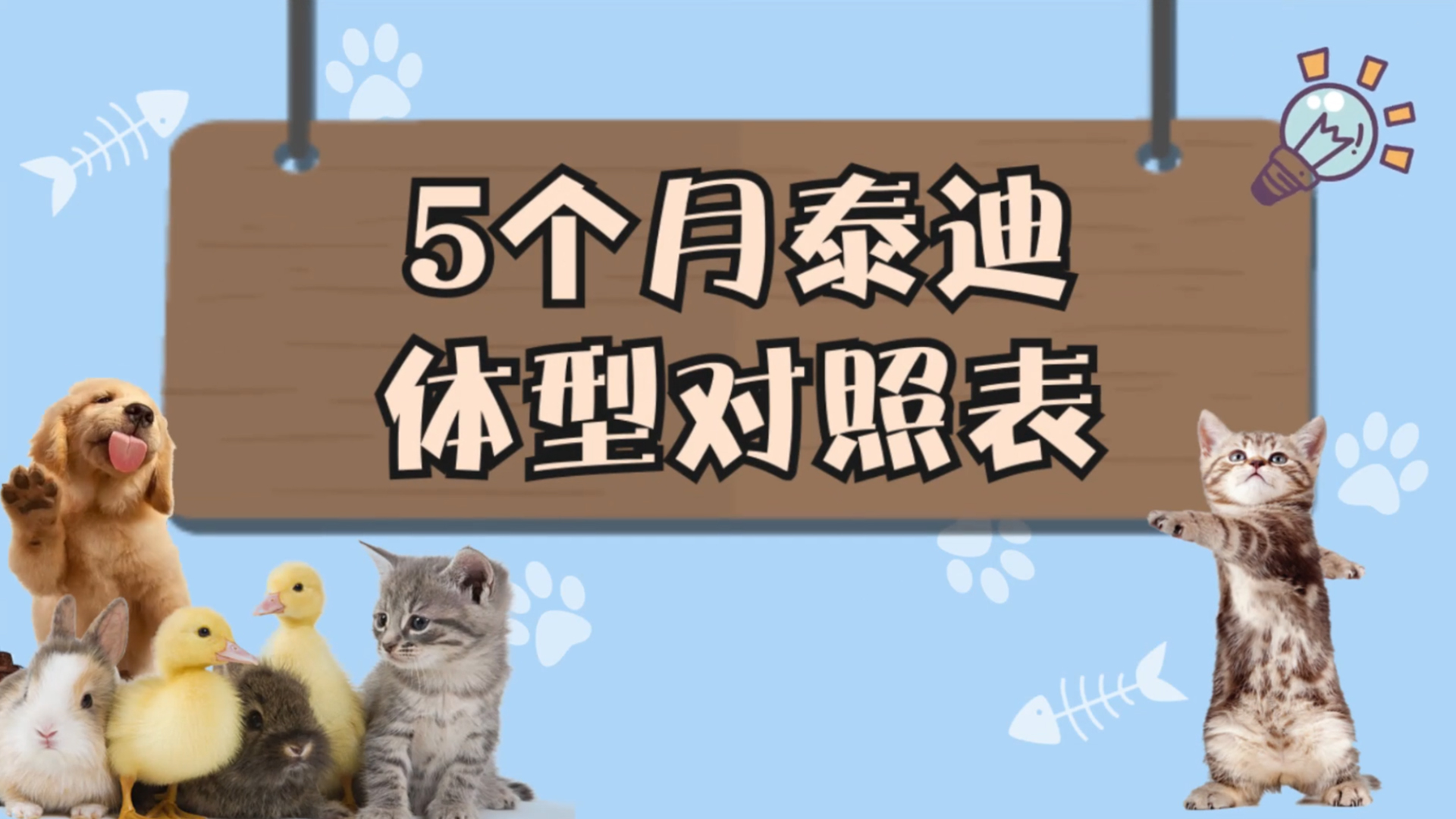 5个月泰迪体型对照表