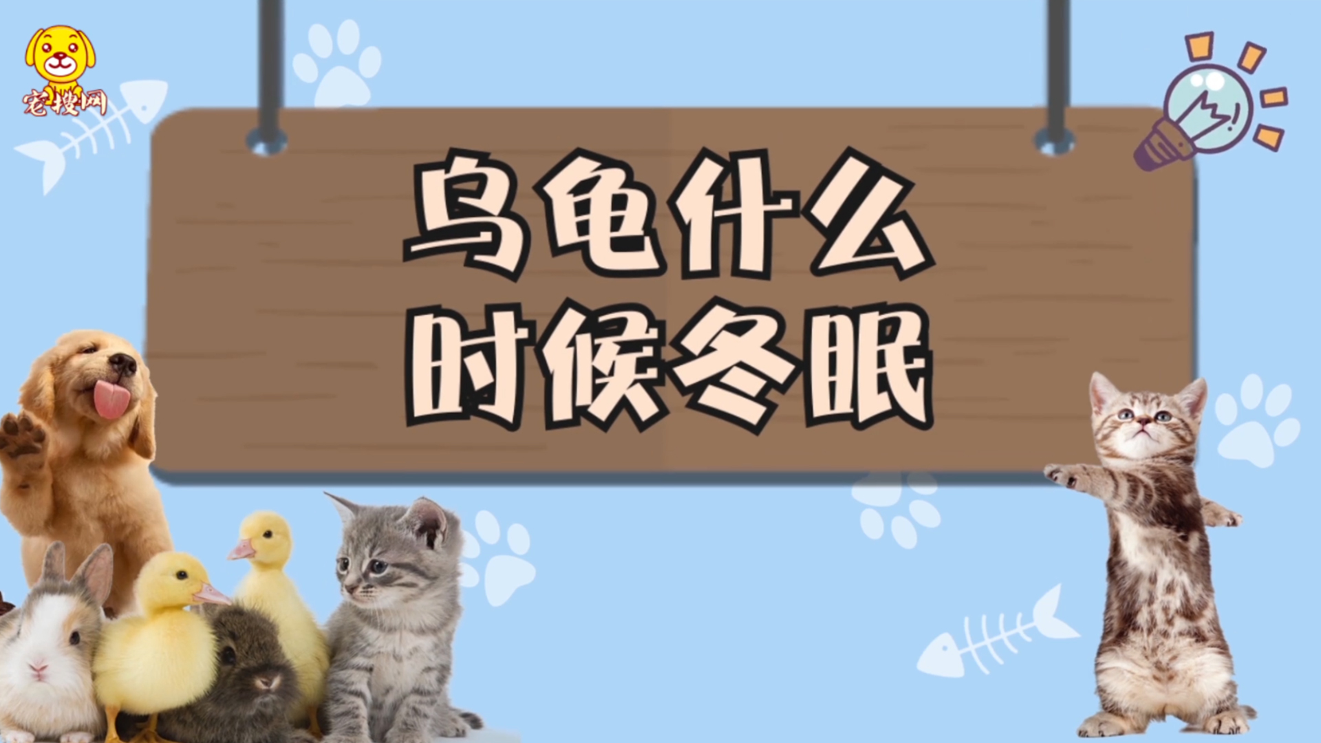 烏龜什么時(shí)候冬眠 烏龜冬眠時(shí)間
