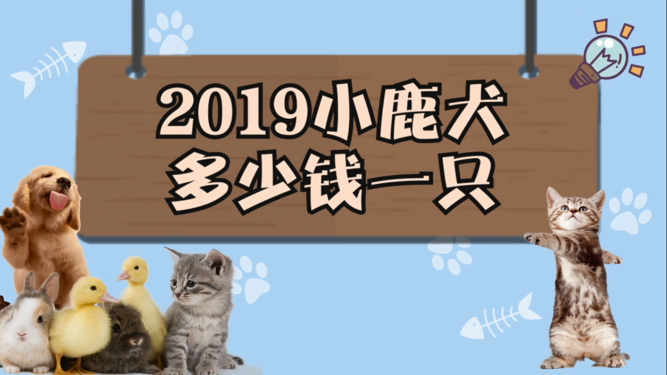 2019小鹿犬多少钱一只