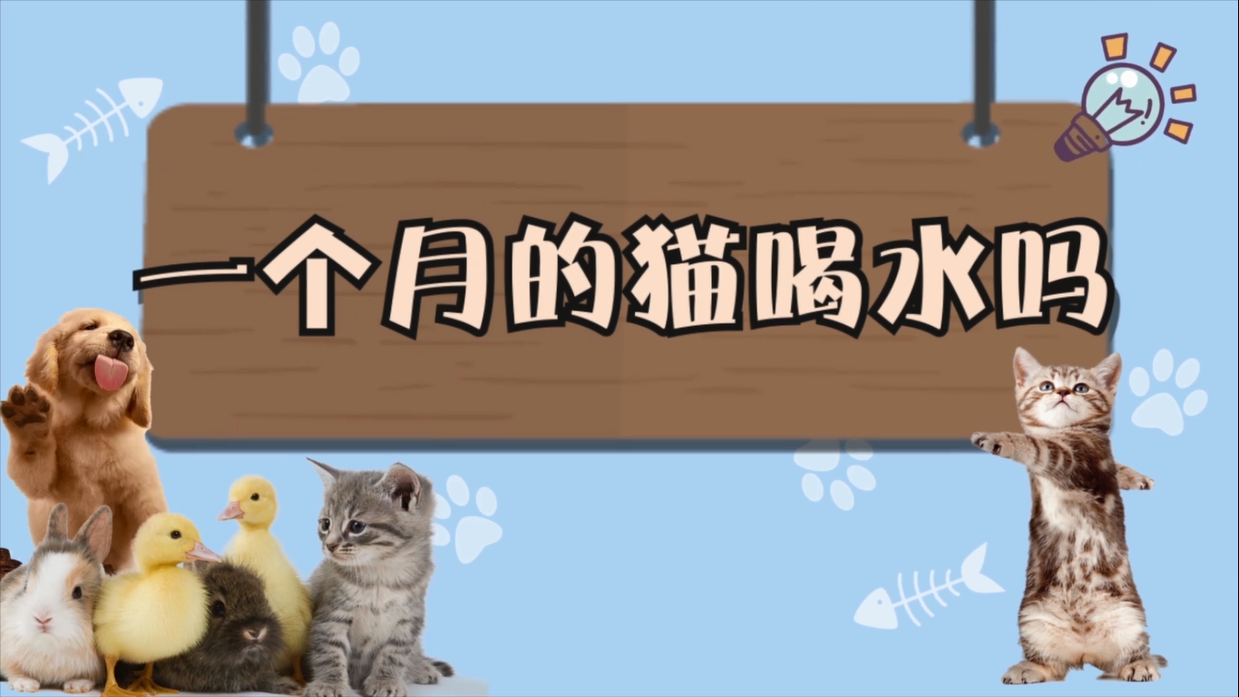 一个月的猫喝水吗