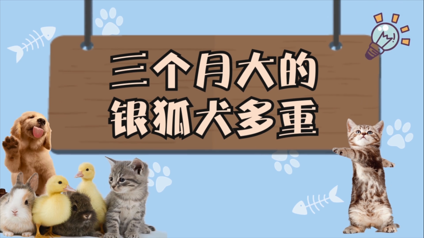 三个月大的银狐犬多重