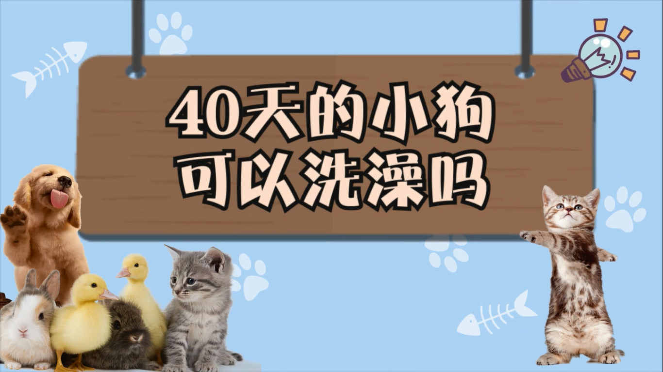 40天的小狗可以洗澡吗