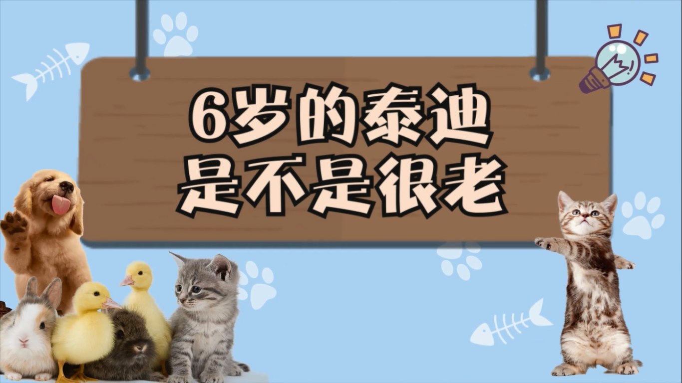 6岁的泰迪是不是很老