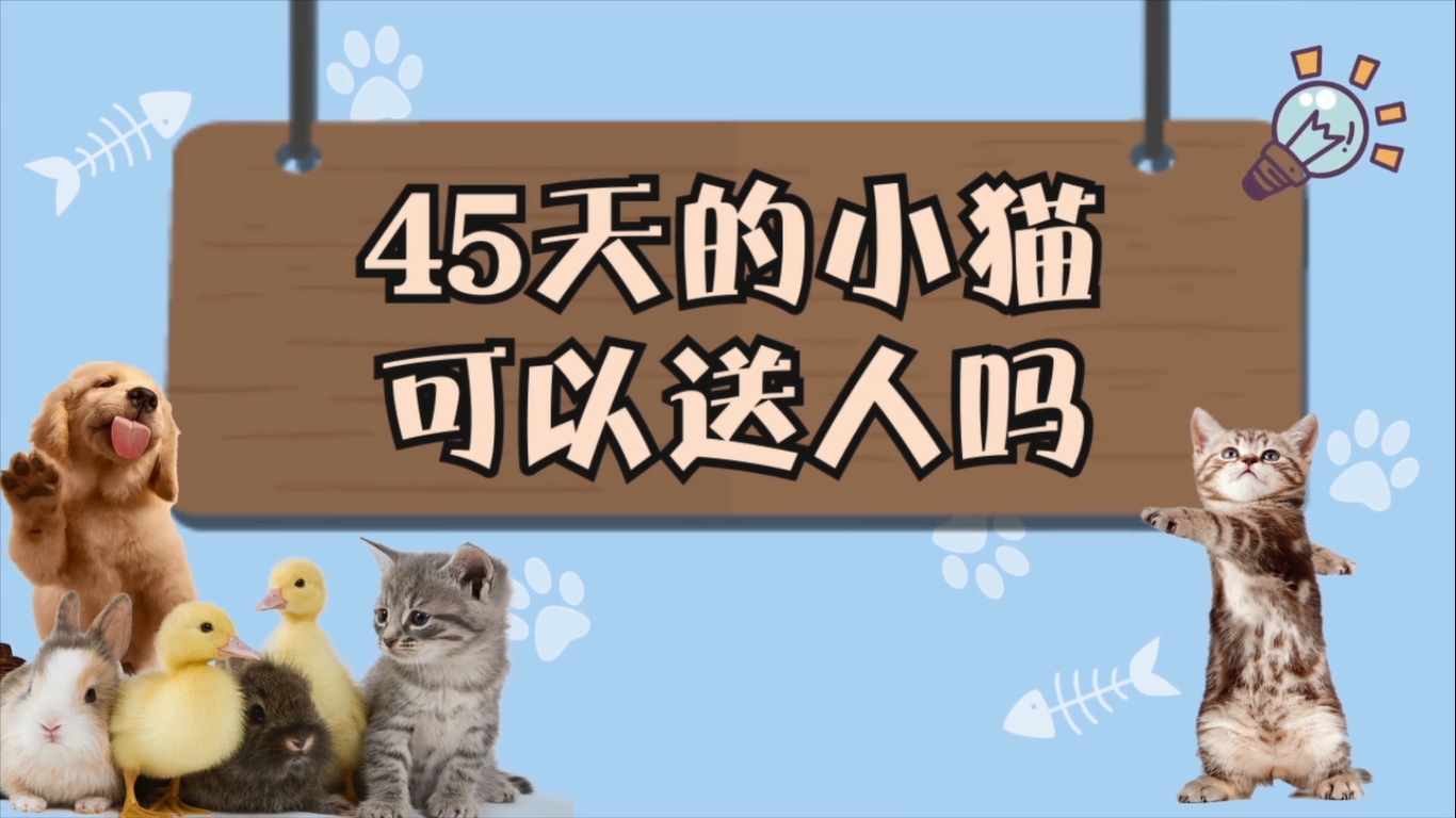 45天的小猫可以送人吗