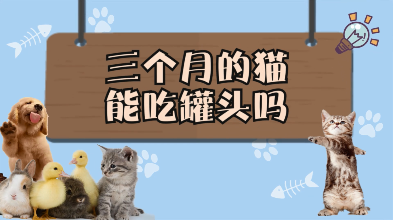 三个月的猫能吃罐头吗