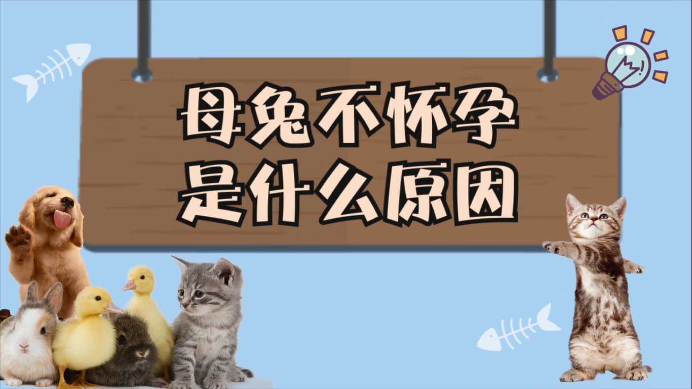 母兔不懷孕是什么原因 母兔為何不懷孕