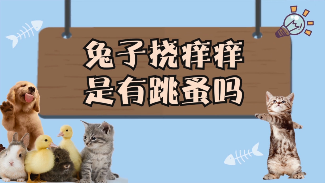 兔子撓癢癢是有跳蚤嗎 兔子為什么撓癢癢