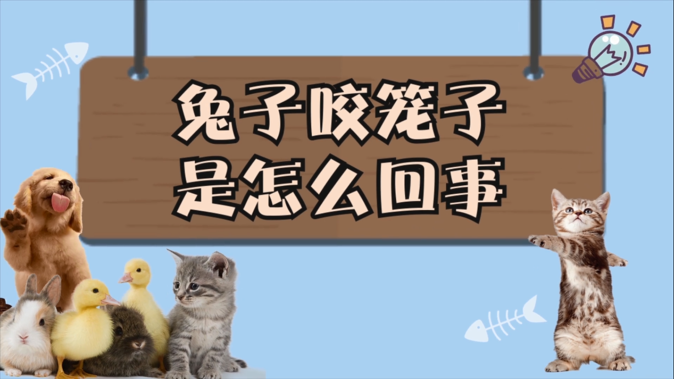 兔子咬籠子是怎么回事？兔子為什么咬籠子