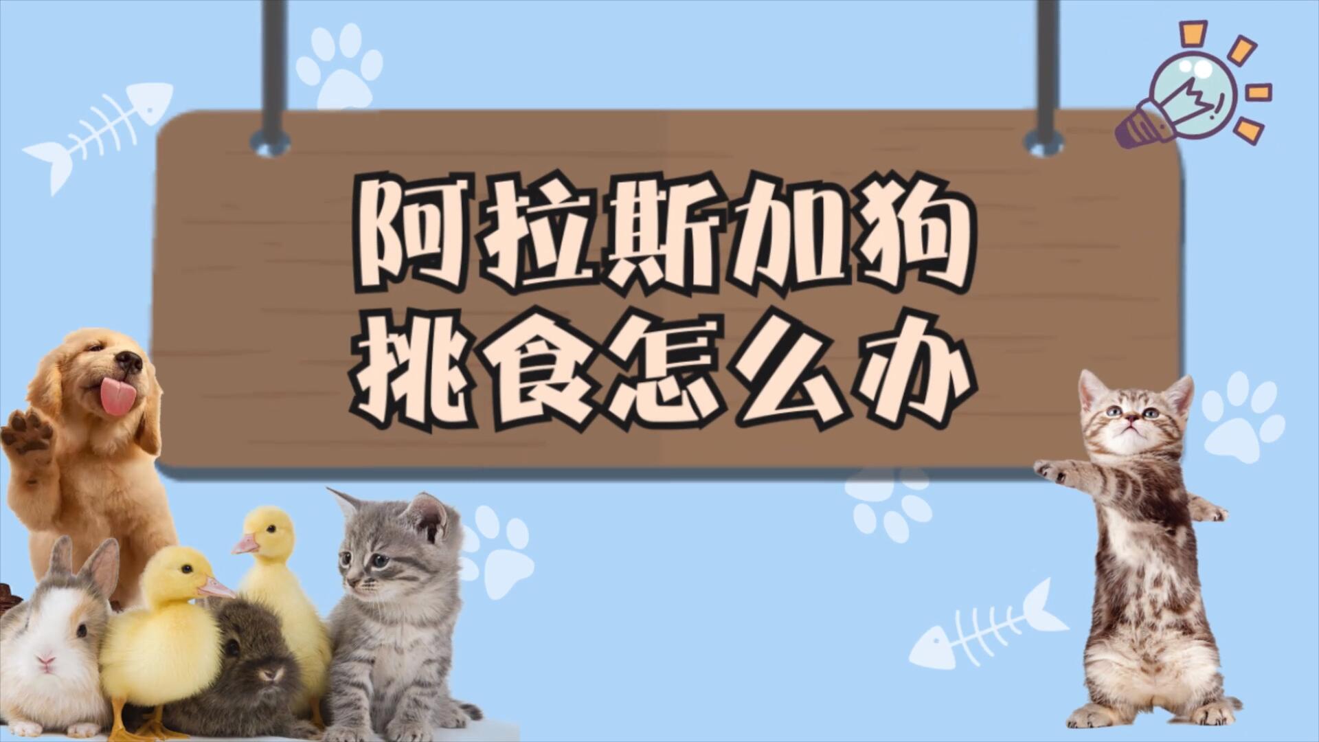阿拉斯加狗挑食怎么辦