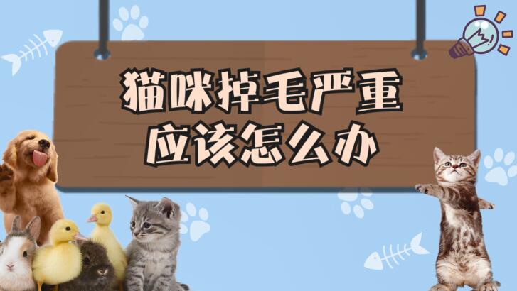 貓咪掉毛嚴(yán)重應(yīng)該怎么辦