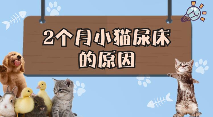 2個月小貓尿床的原因