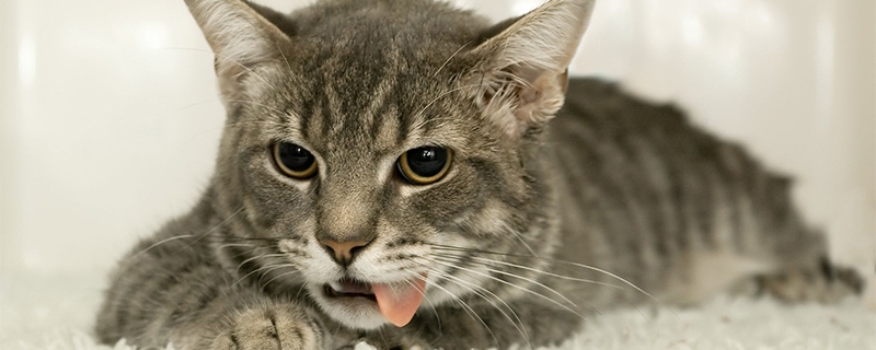 猫瘟病毒室内存活多久?