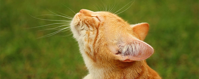 猫咪过敏性皮肤病怎么办？