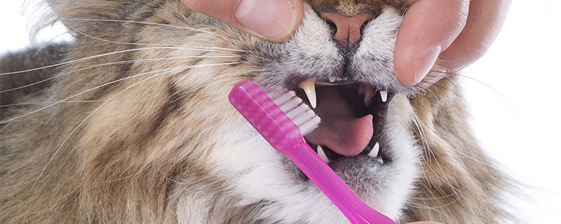 猫猫口腔疾病有哪些