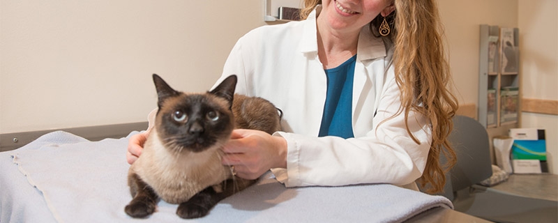 猫咪乳腺增生病因