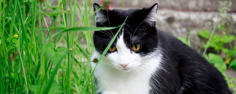 为什么不能喂流浪猫