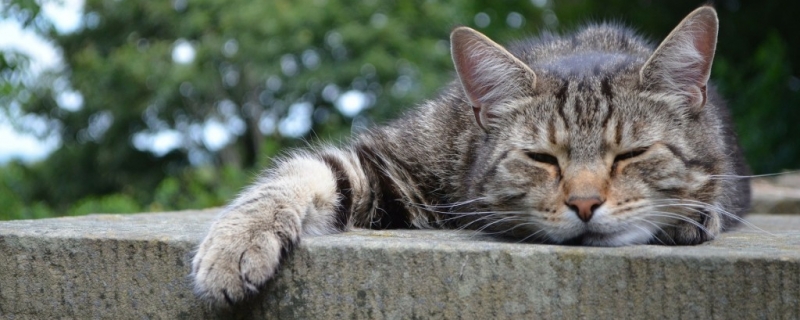 公猫只会怼背怎么办