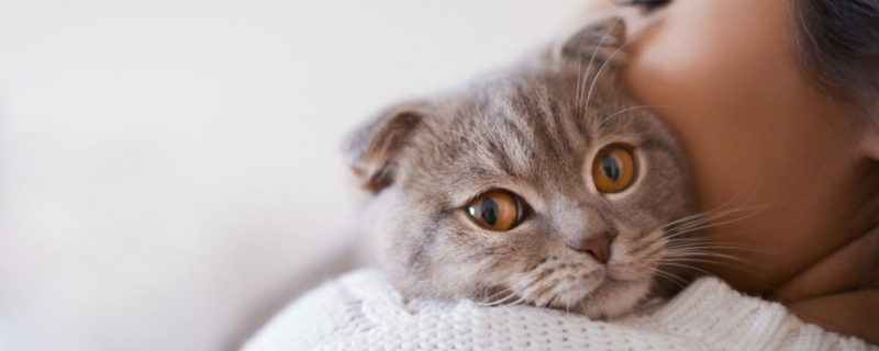 为什么来例假不能碰猫