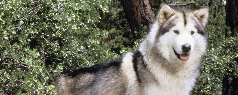 3个月阿拉斯加吃多少