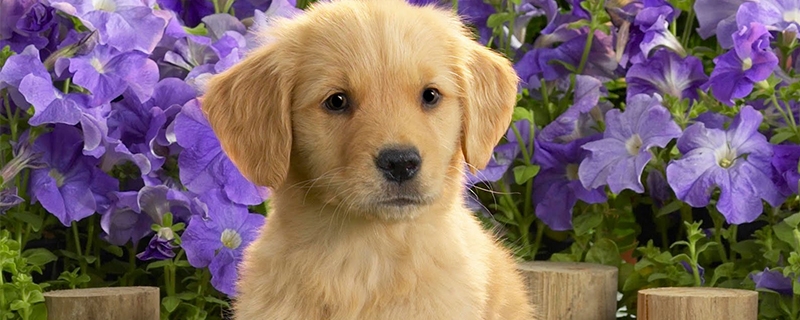 3个月金毛喂养方法