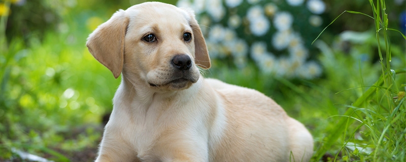 4个月拉布拉多喂食标准