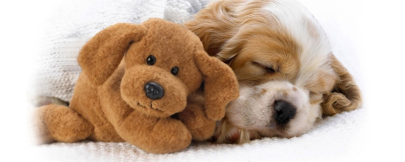 诱发狗得狂犬病的原因