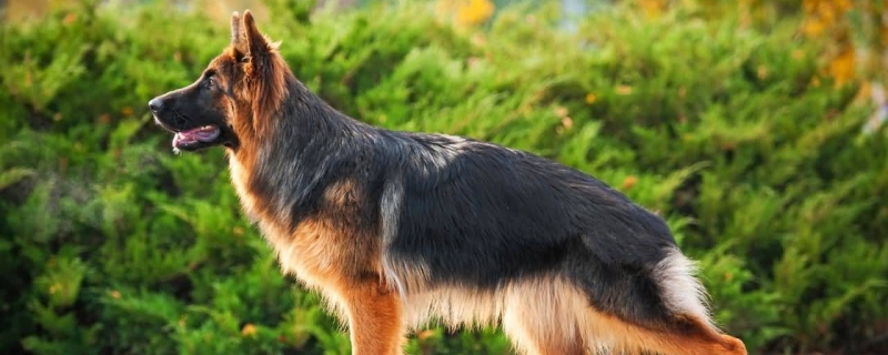 东德牧羊犬适合家养吗