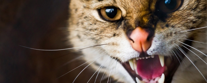 不能对猫咪做的事