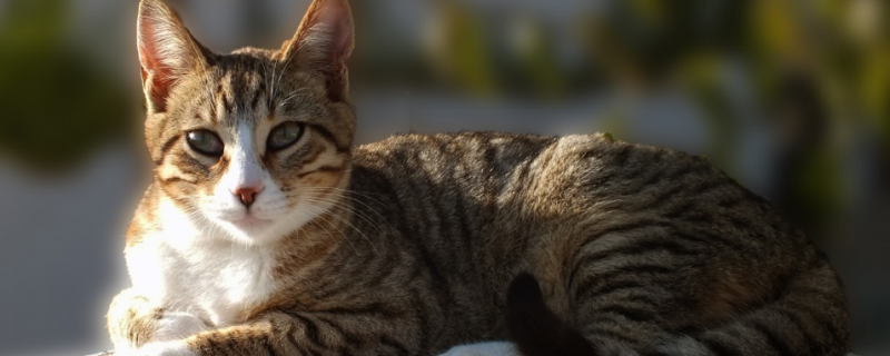 中华田园猫是什么猫