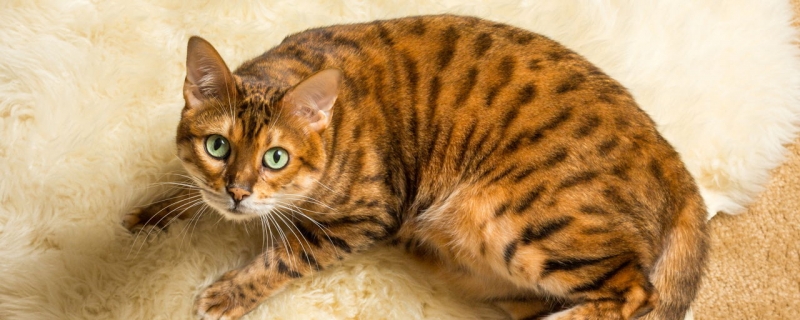 公猫发情什么症状